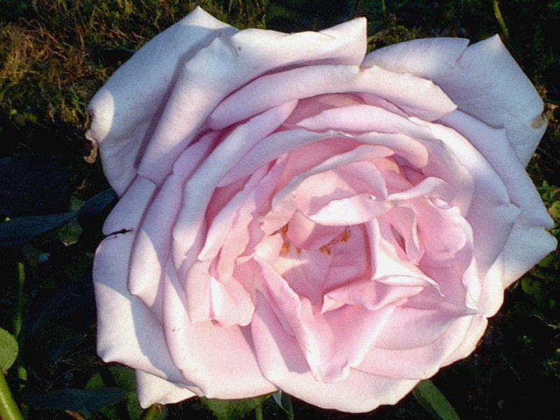 �o���i�K�N�j