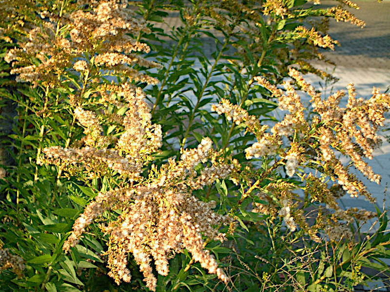 �Z�C�^�J�A���_�`�\�E�i�w���A�������j