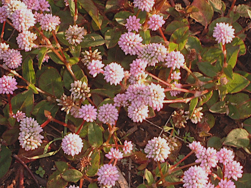 >�q���c���\�o