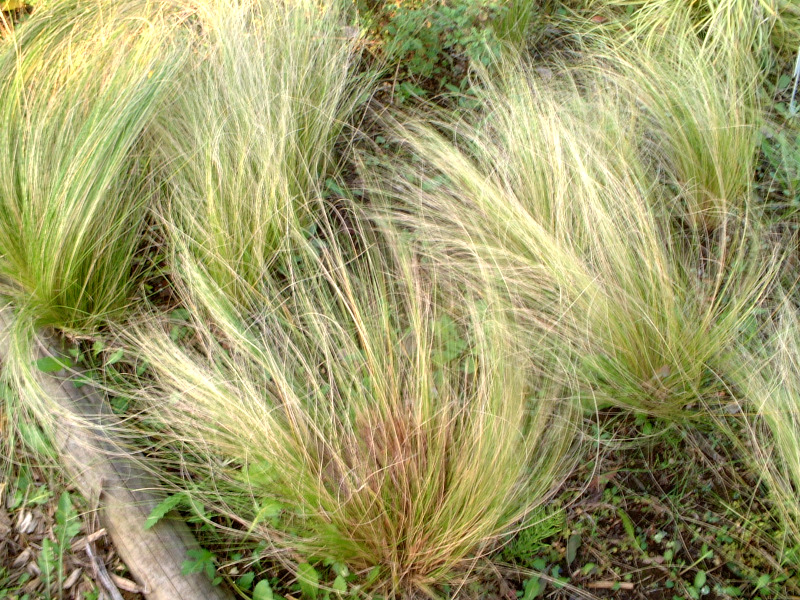 �G���W�F���w�A�[