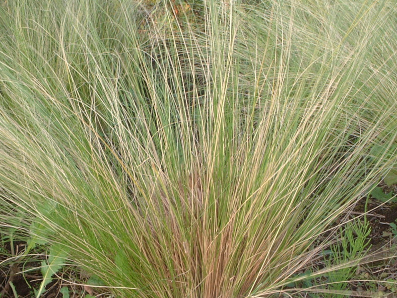 �G���W�F���w�A�[