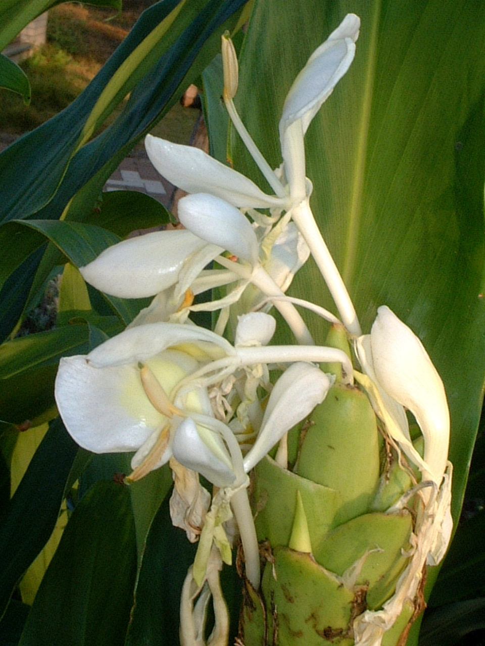 �W���W���[