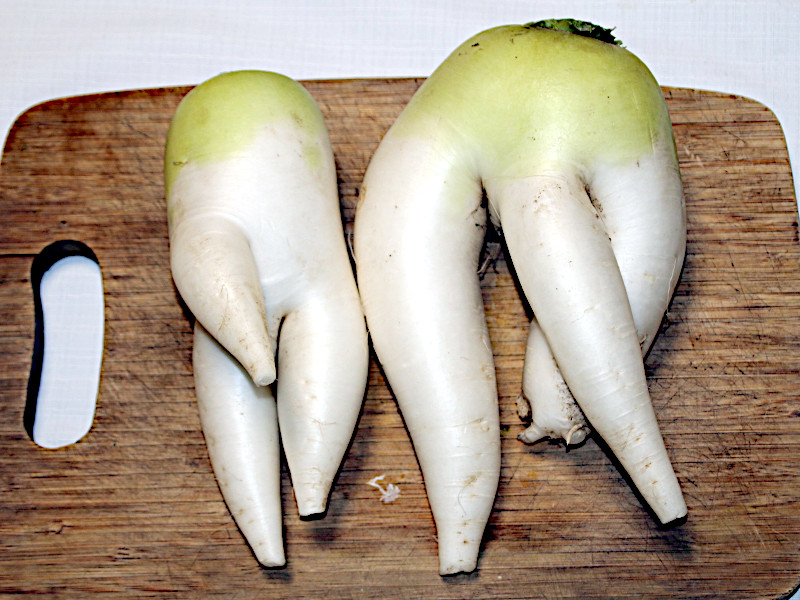 ダイコン(大根)【かぎけんWEB】