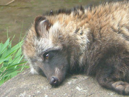 ホンドタヌキ 本土狸 かぎけんweb