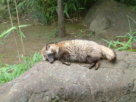 ホンドタヌキ 本土狸 かぎけんweb