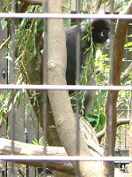 _XL[giDusky Leaf monkeyj