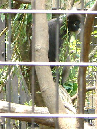 _XL[giDusky Leaf monkeyj