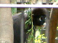 _XL[giDusky Leaf monkeyj