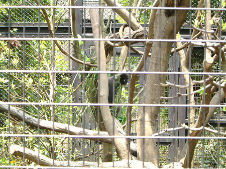 _XL[giDusky Leaf monkeyj