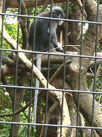 _XL[giDusky Leaf monkeyj