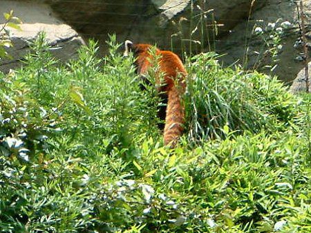 シセンレッサーパンダ（四川Lesser panda）【かぎけんWEB】