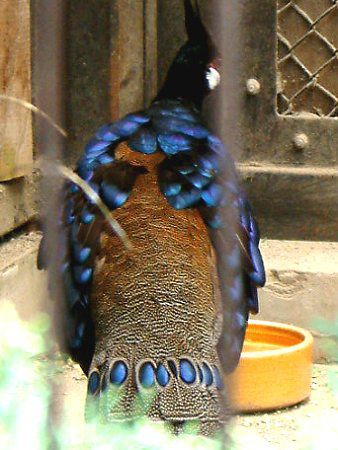 パラワン コクジャク Palawan Ppeacock かぎけんweb パラワン コクジャク Palawan Ppeacock かぎけんweb