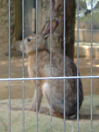 キュウシュウノウサギ 九州野兎 かぎけんweb キュウシュウノウサギ 九州野兎 かぎけんweb