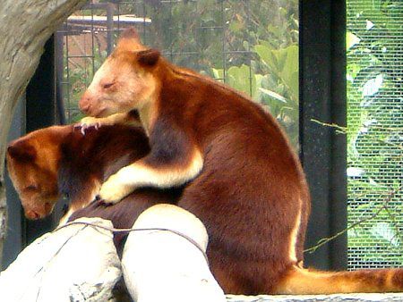 ZXWLm{JK[iwؖؓoKangarooj