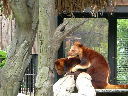 ZXWLm{JK[iwؖؓoKangarooj