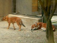 ドール Dhole かぎけんweb ドール Dhole かぎけんweb