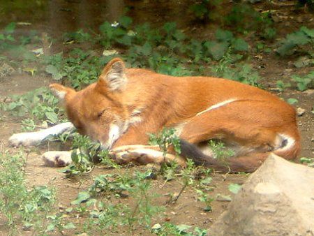 ドール Dhole かぎけんweb