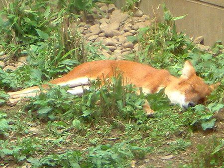 ドール Dhole かぎけんweb