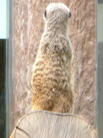 ~[ALbg(Meerkat)