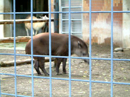 上野動物園(2003年6月29日)【かぎけんWEB】 上野動物園(2003年6月29日)【かぎけんWEB】