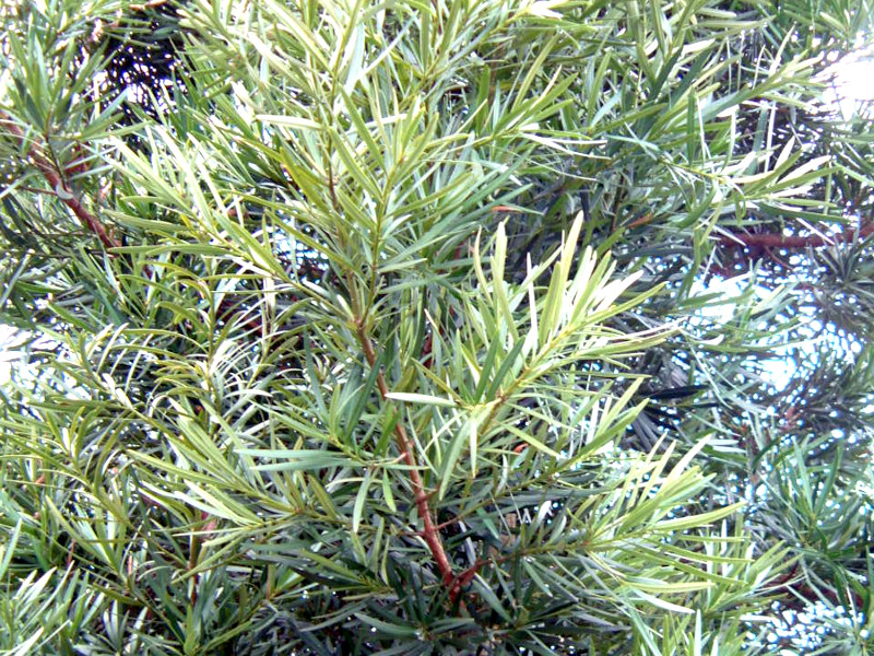 �C�k�}�L�i��ꠁA�w���FPodocarpus macrophyllu�j