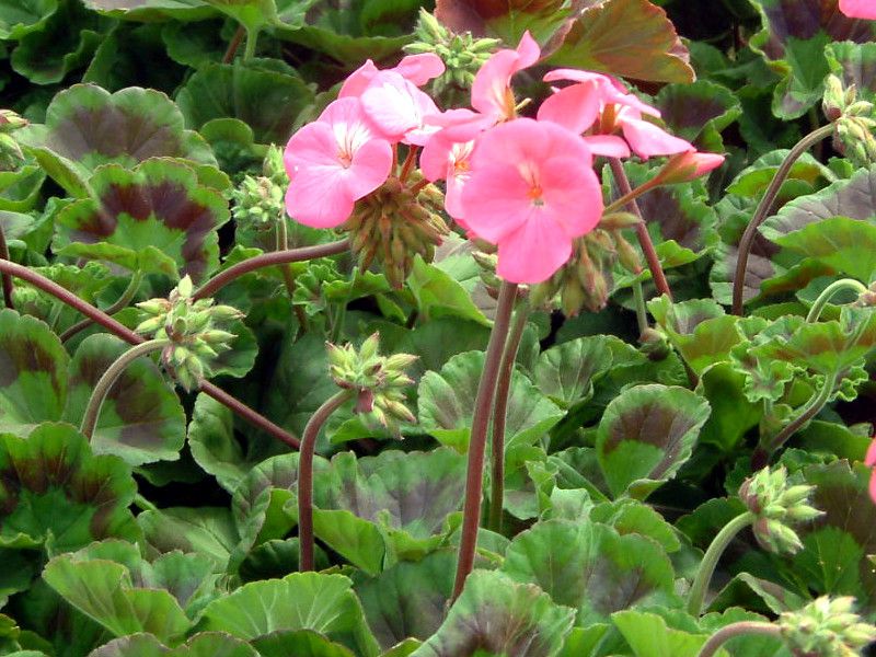 [jE(Geranium)