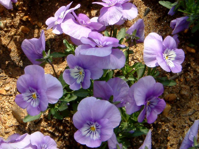 rI(Viola)