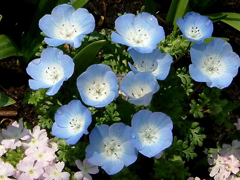 ltBW[W[CVOjXu[(Nemophila menziesii Insignis blue)