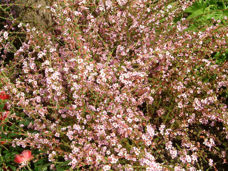 astartea-fascicularis