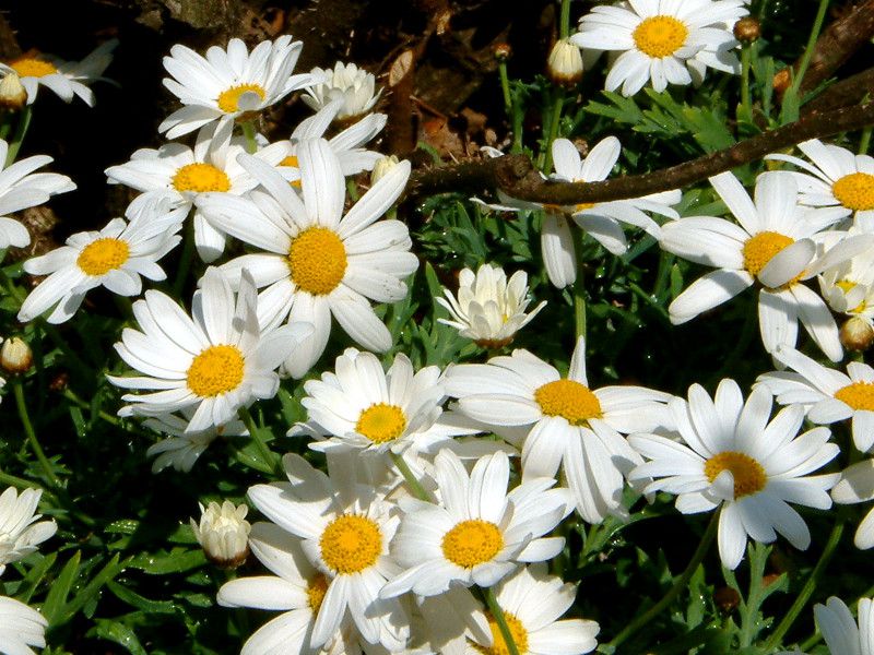 }[Kbg(Marguerit