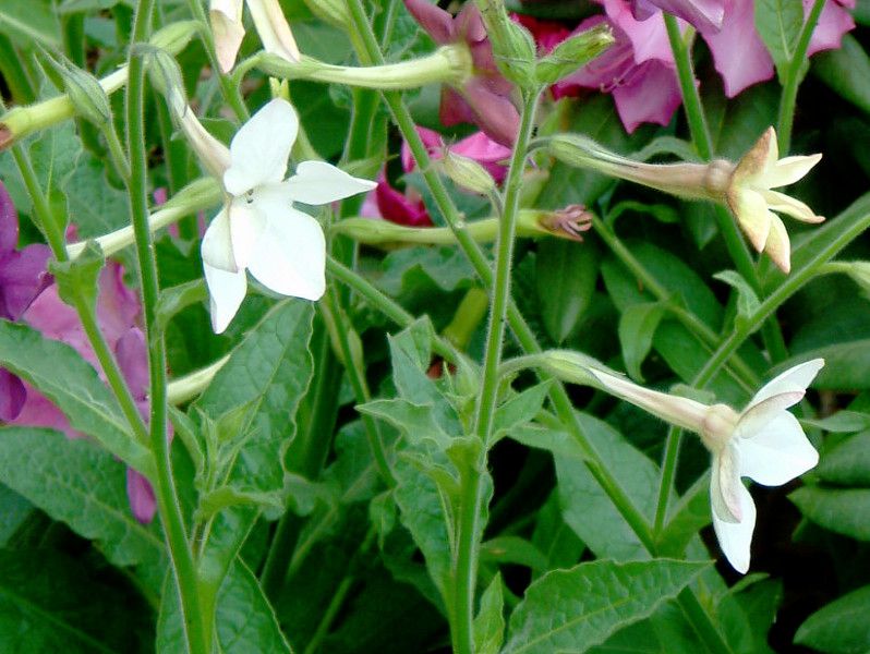 jR`Ai(Nicotiana)