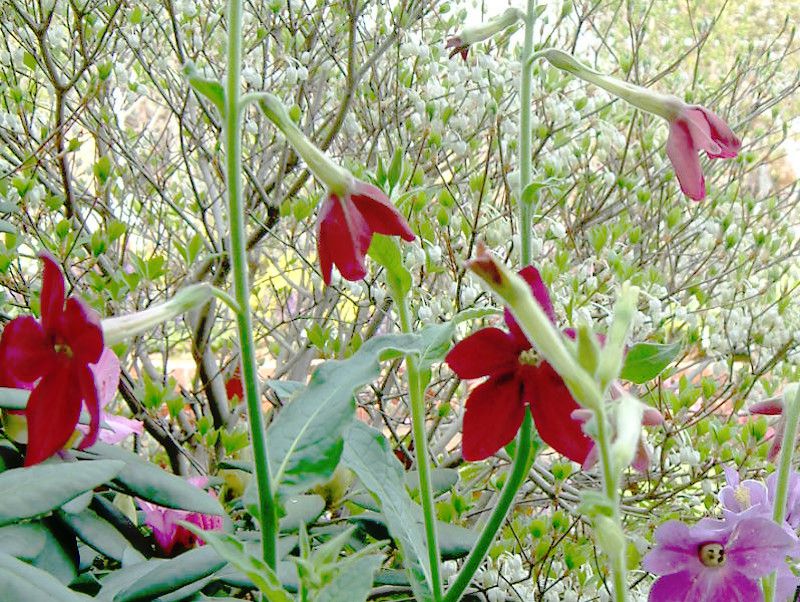 jR`Ai(Nicotiana)