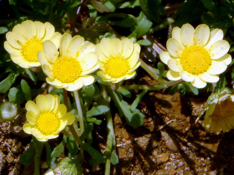 NTZ}E`R[(Chrysanthemum multicaule)