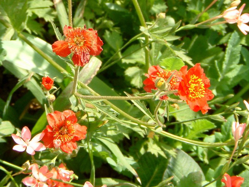 QE(Geum)