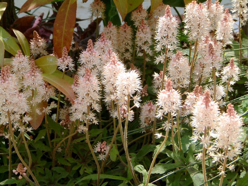 eBAA 'XvOVtHj['(Tiarella 'Spring symphony')