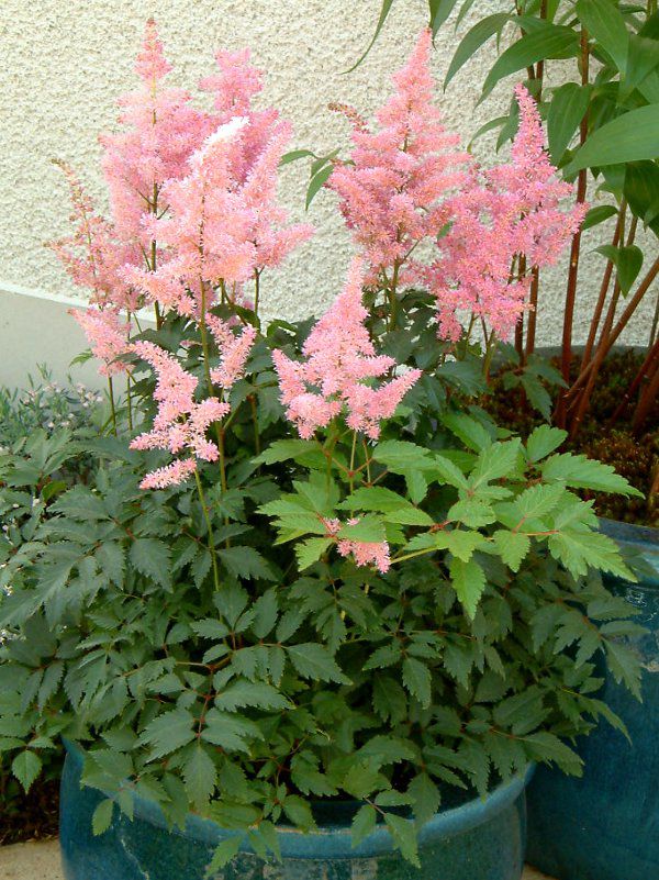 AX`x(Astilbe)