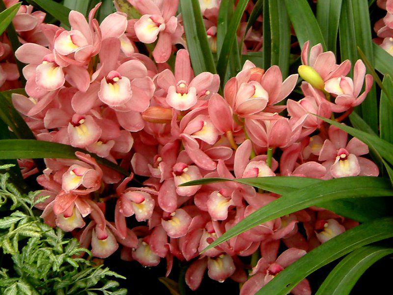 花