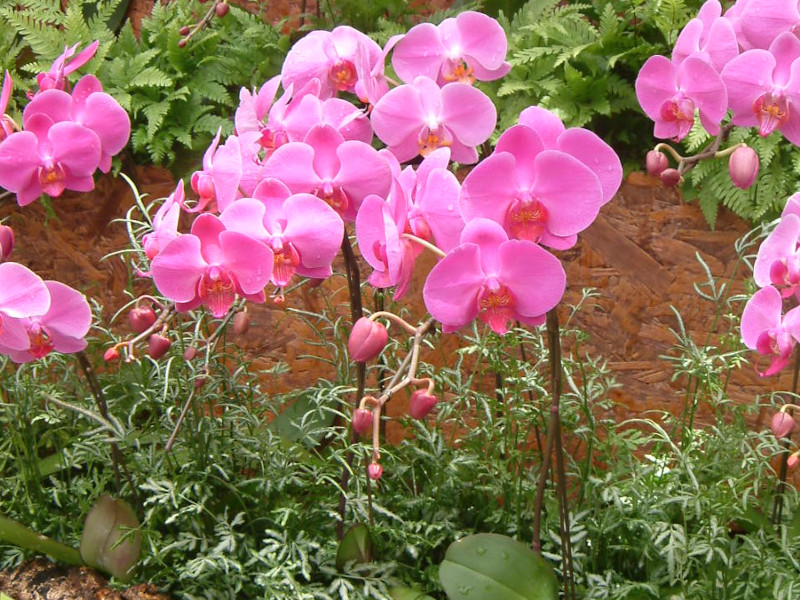 Phalaenopsis(t@mvVX)pink