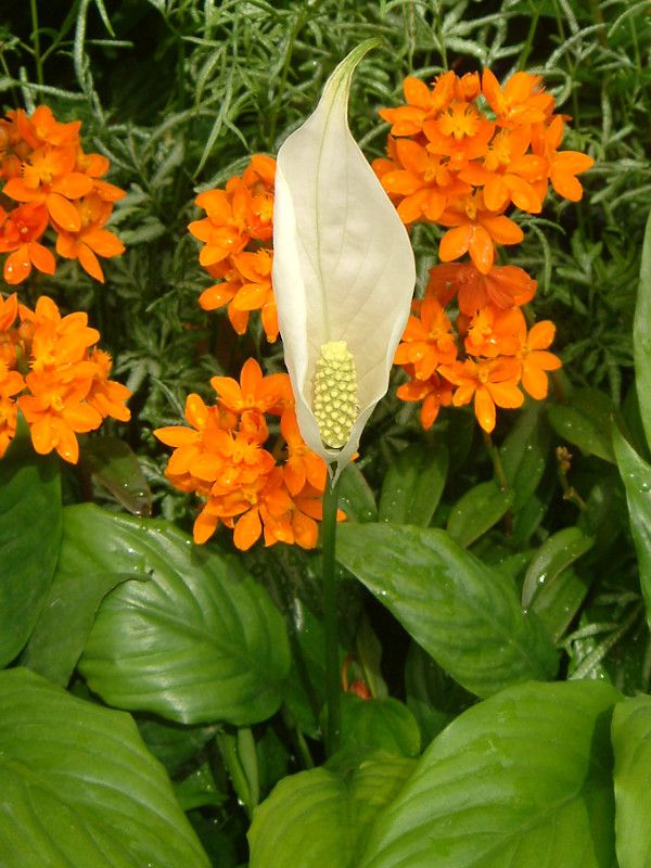 spathiphyllum