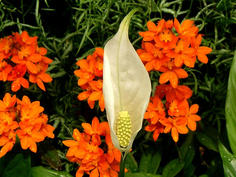 spathiphyllum