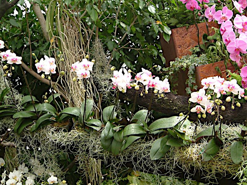 Phalaenopsis(t@mvVX)