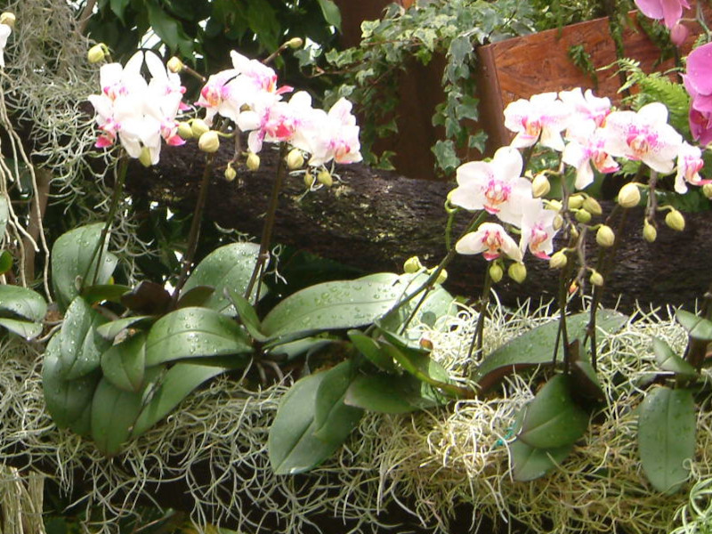 Phalaenopsis(t@mvVX)