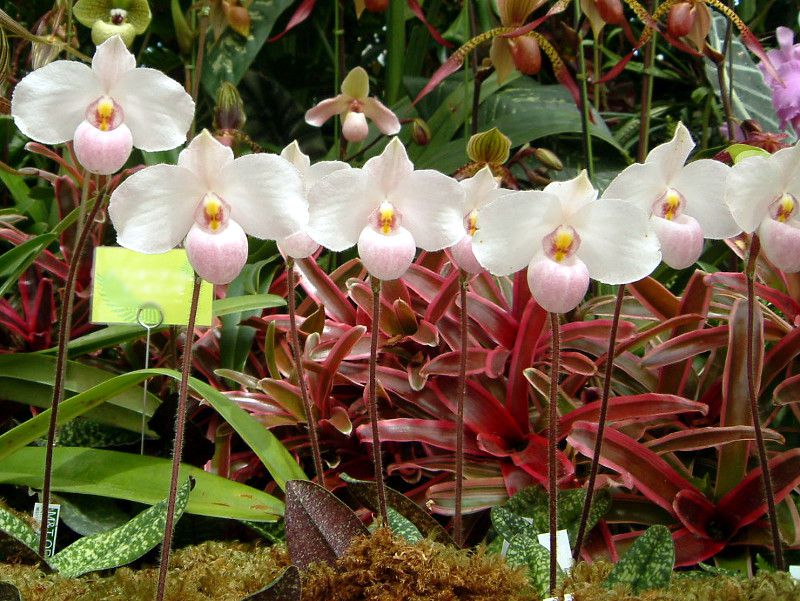 ptBIyfBEfieBiDelenati) 