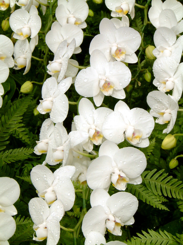 Phalaenopsis(t@mvVX)white