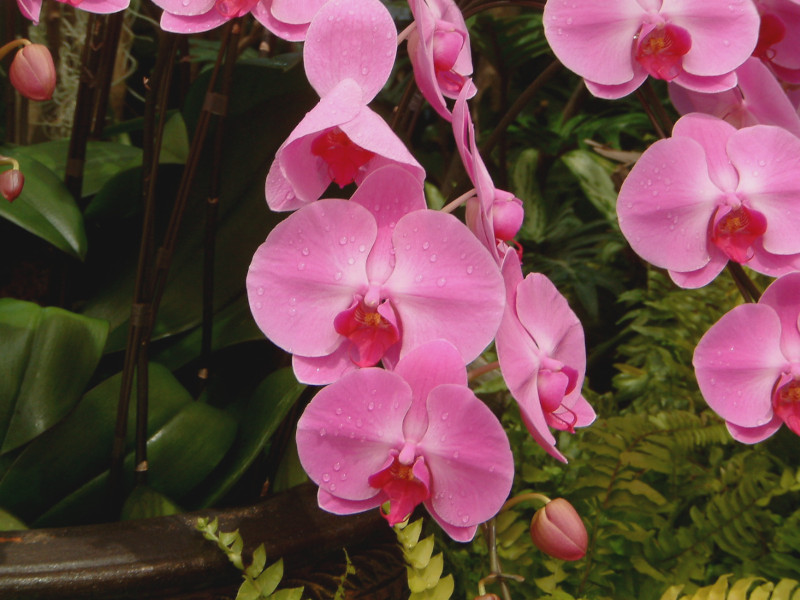 Phalaenopsis(t@mvVX)pink
