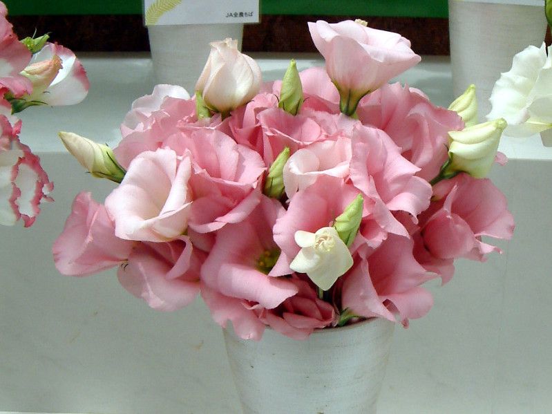 トルコギキョウ 'リップルソフト バイオレット'（土耳古桔梗 ’rippled soft violet’、学名：Eustoma grandiflorum ’rippled soft violet’）