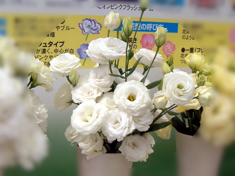 マーコ クレイフラワー　オルレア　トルコ桔梗 浜名湖花博の花#078-トルコキキョウ(土耳古桔梗)[かぎけんWEB]