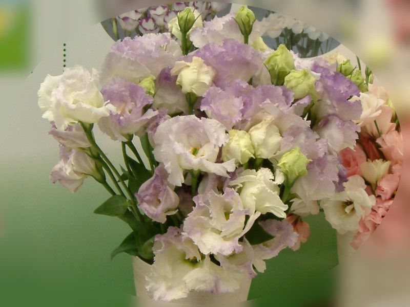 マーコ クレイフラワー　オルレア　トルコ桔梗 浜名湖花博の花#078-トルコキキョウ(土耳古桔梗)[かぎけんWEB]