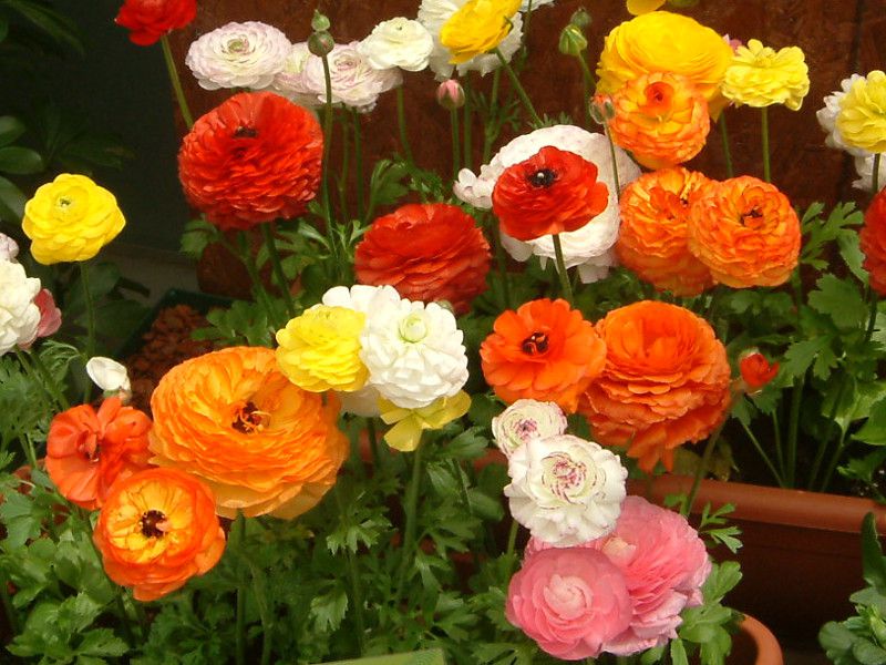 ラナンキュラス Ranunculus かぎけんweb ラナンキュラス Ranunculus かぎけんweb
