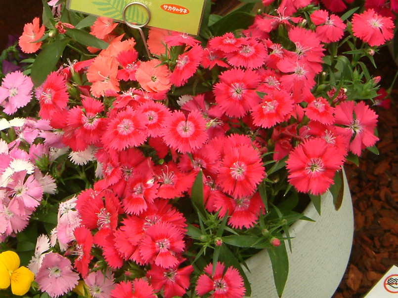 Dianthus 'tHg'